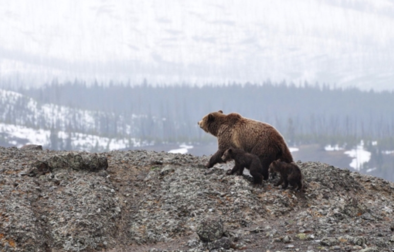 Un chasseur français condamné à une peine avec sursis pour avoir tué un ours protégè